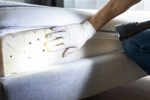 Best Termite Control Services  in Tremont, IL
