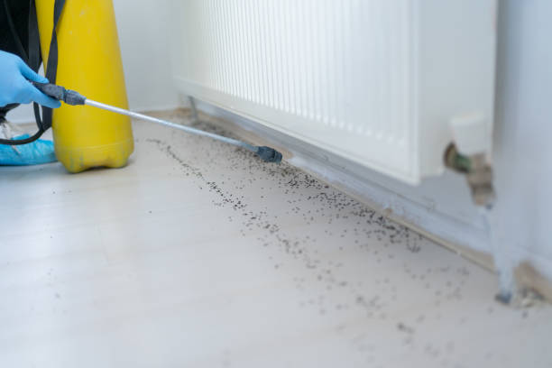Best Wasp Removal Services  in Tremont, IL